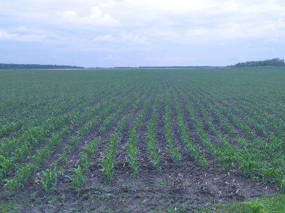 Продаж. Земельні ділянки, 56 Га, Фастівський р-н, с. Велика Солтанівка Великая Солтановка