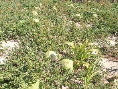 Земельна ділянка село Бобриця Бобриця