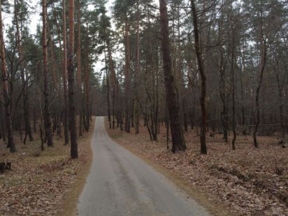 Земля біля лісу Горбовичі