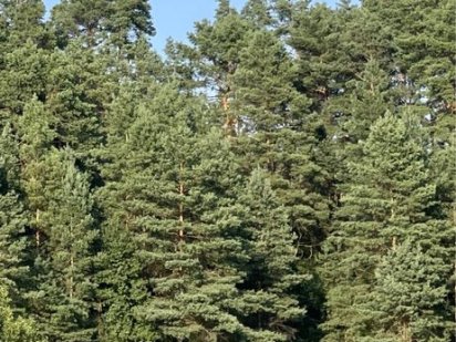 Горбовичі , ділянка у лісі