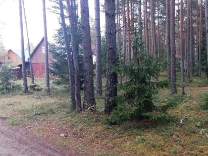 Дмитрівка 25 сот, Асфальт, Сосновий ліс, Світло 15квт (Прок містечко) Дмитровка