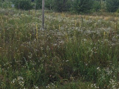 Ділянка Дмитрівка (Куба) з проведеними геологією і геодезією Дмитровка