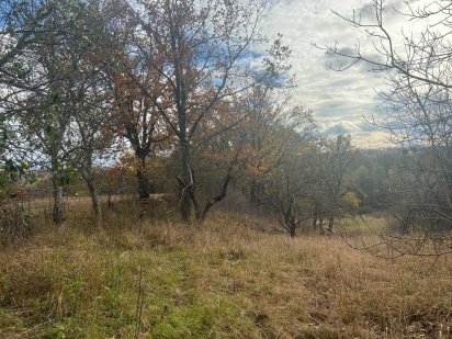 42 сот. власний дубовий гай на ділянці, Гарний краєвид! Іванковичі