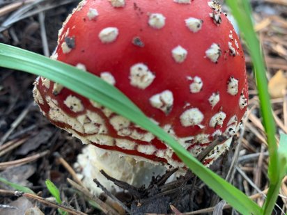 Київська область Іванковичи 10сот