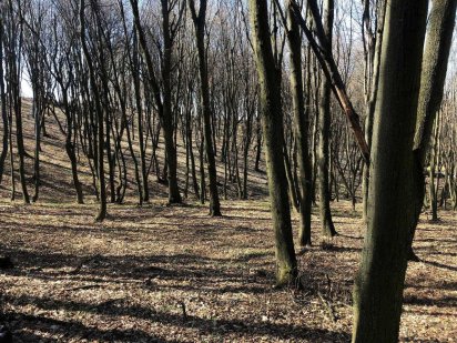 Земельна ділянка в с. Іванковичі 25 соток Земельный участок Иванковичи Іванковичі