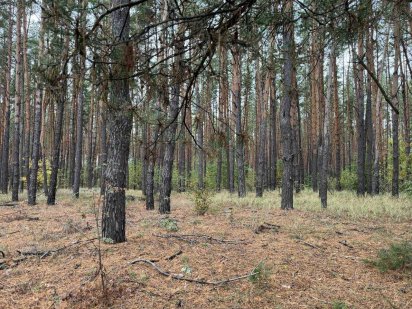 Колонщина - ділянка для будинку в сосновому лісі, 25сот + електрика Колонщина