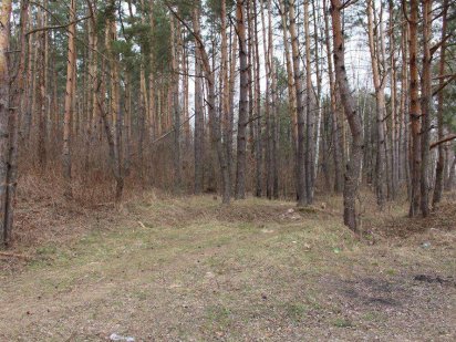 Участок в сосновом лесу