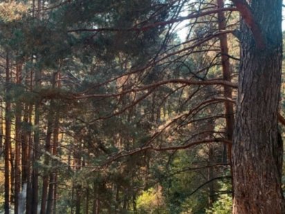 Перспективна ділянка  14 соток біля  лісу ,канал 2 хв , Лебедевка