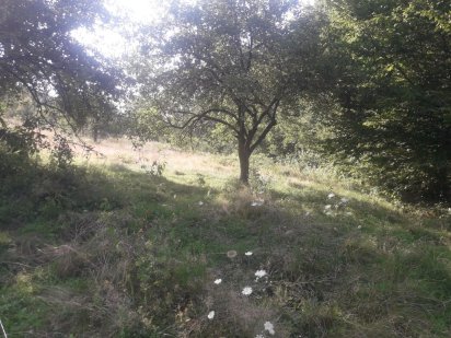 Земельна ділянка Лебедівка