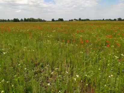 Земельна ділянка
