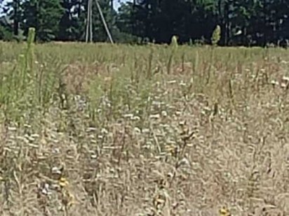 Продаж ділянки 0,1195 га с.Микуличі Бучанського ОТГ  ID85