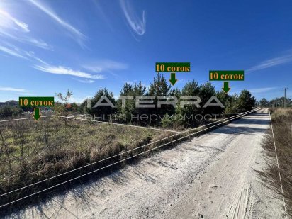 Мила-Петрушки продаж ділянки 10 соток усіяна молодими соснами