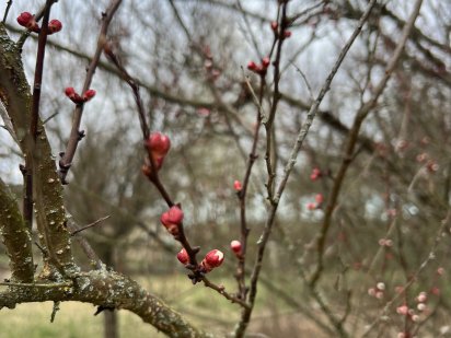 Земельна ділянка Музичі