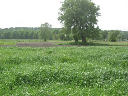 Продам земельну ділянку Нові Безрадичі, 40 соток Нові Безрадичі