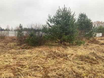 Продам 13,5 соток з соснами на ділянці