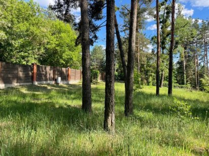 Ваш рай у сосновому лісі: ділянка мрії вже чекає на вас!