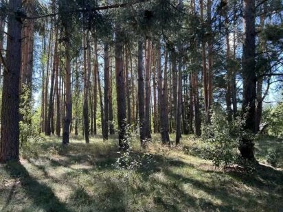 Земельна ділянка під забудову в сосновому лісі. 24сотки.