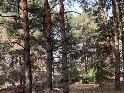 Ділянка під забудову Проців Процев