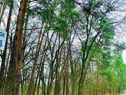 Ділянк 44 сотки у лісі. Газ, ел-во, асфальтний підїзд. Конча - Заспа