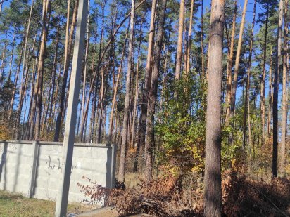 Продажа участка 30 сот. Плюты лес Козин