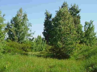 Продаж живописної ділянки поруч з річкою в с. Плюти.