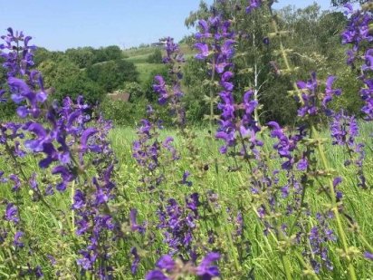 Видова ділянка 46 соток в мальовничому місці. Продаж чи Обмін Рославичі