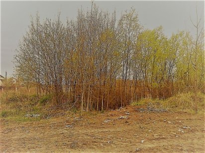 Продам участок под застройку Ст. Петровцы Старые Петровцы