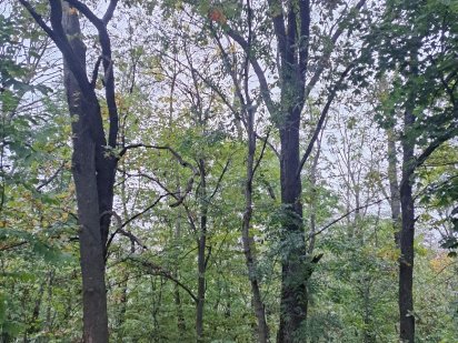 Земельна ділянка 10 соток Хотів