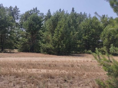 Унікальна ділянка біля лісу чекає на вас!