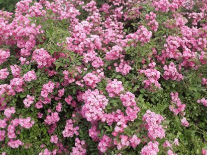 Земля  Хотяновка Хотяновка