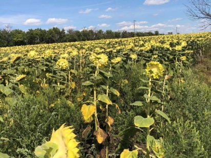 Земельна ділянка, площа 5,2895 га Кіровоградська обл. Уцінка 15%. Новгородка