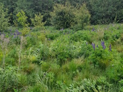 Земельна ділянка для індивідуального садівництва