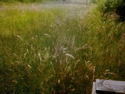 Земельна ділянка 40 соток біля курорту Східниця