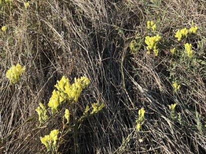 Продам землю Каролино -Бугаз 6 соток Каролино-Бугаз