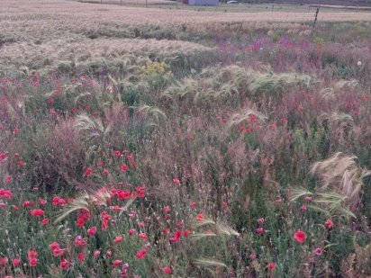 Участок Великий Дальник, 10 соток