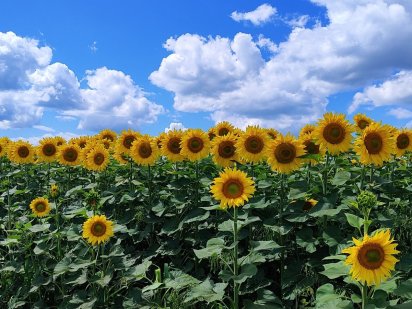 Оренда землі сільськогосподарського призначення Глобине