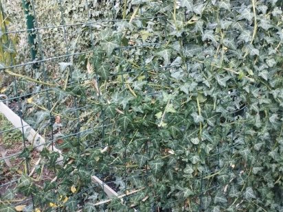 Дачний участок в садовому кооперативі Гожули