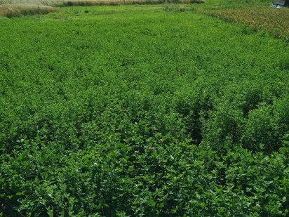 Продаж ділянки  м.Решетилівка Решетиловка