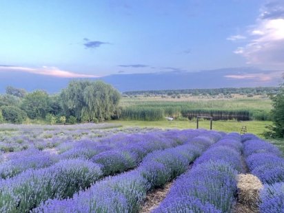 Продається лавандове поле біля Кременчука Песчаное