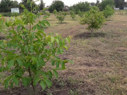 Земельный учвсток Піщане