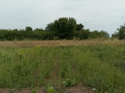 Продам ділянку 25 соток Мачухи