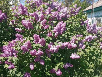 Терміново продам земельну ділянку із домом Градижск