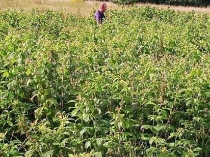 Обміняю земельний пай, на комфортабельний автобус Костопіль