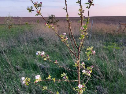 Продається земельна ділянка. Велика Омеляна.