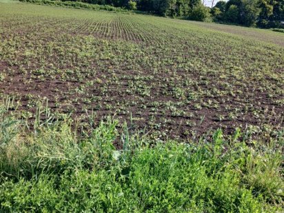 Терміново.Земельна ділянка с.Великі Гаї
