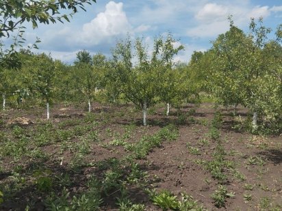 Продам огромный  участок в Нововодолажском районе Новая Водолага