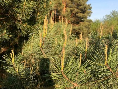 Земельний участок в лісі Новая Водолага