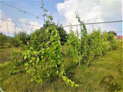 Продам земельный участок в п. Коротич (свет, вода, фундамент, сад) Коротич