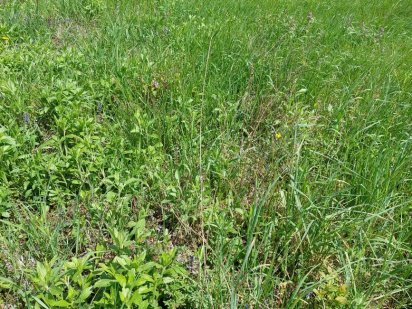 земельна ділянка