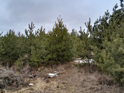 Продам земельну ділянку (пай) Стуфчинці